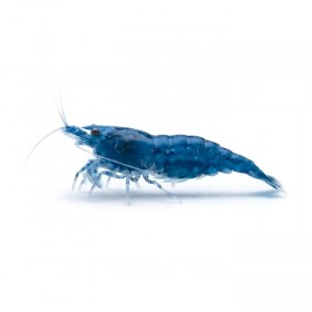Neocaridina Blue dream