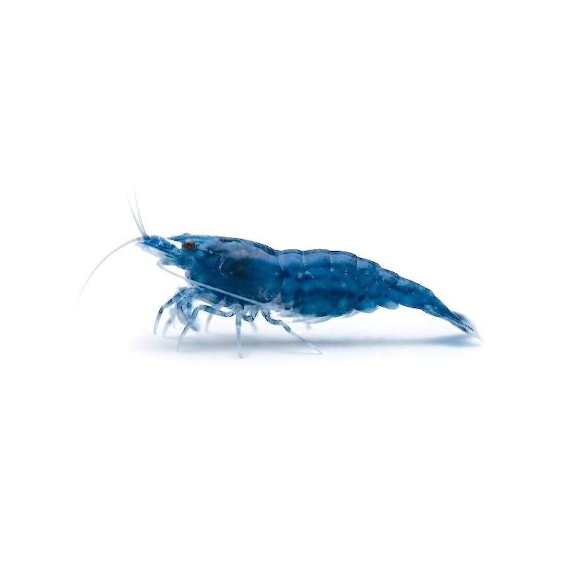 Neocaridina Blue dream