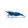 Neocaridina Blue dream