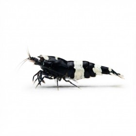Caridina crystal black