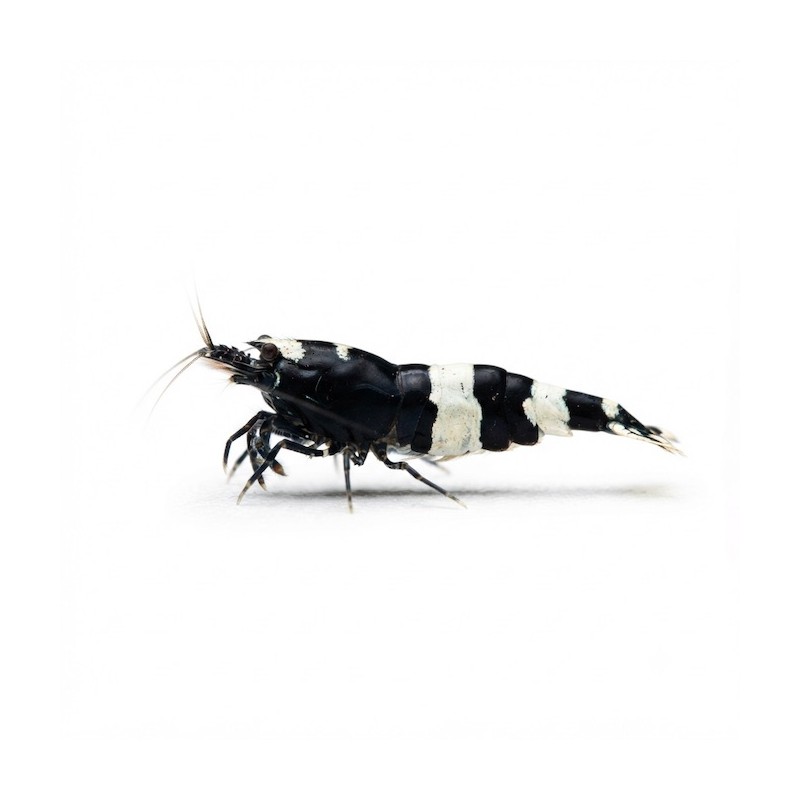 Caridina crystal black