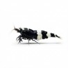 Caridina crystal black