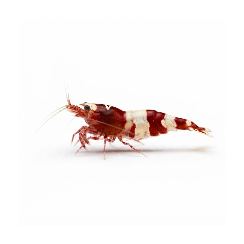 Caridina crystal red