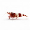 Caridina crystal red