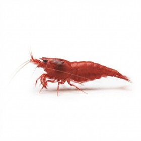 Neocaridina Sakura Red