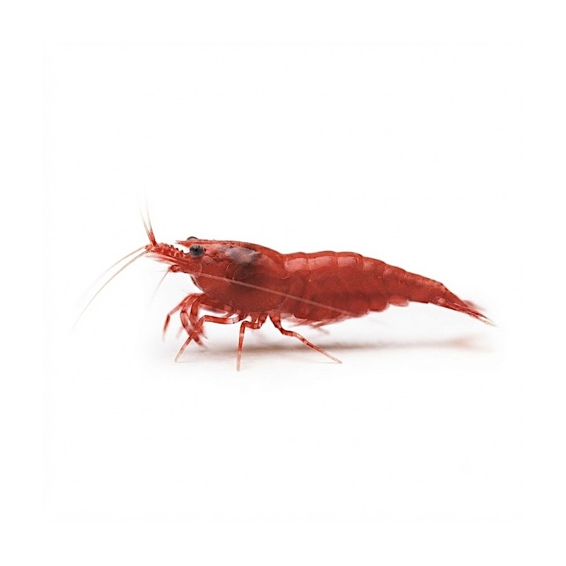 Neocaridina Sakura Red