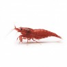 Neocaridina Sakura Red