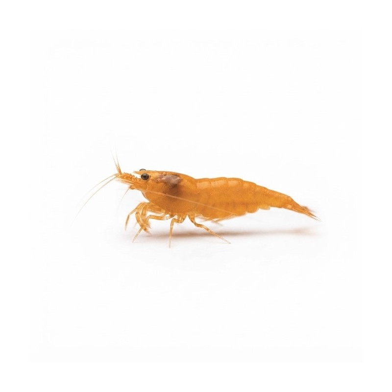 Neocaridina orange