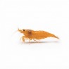 Neocaridina orange