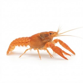 Cambarellus patzcuarensis