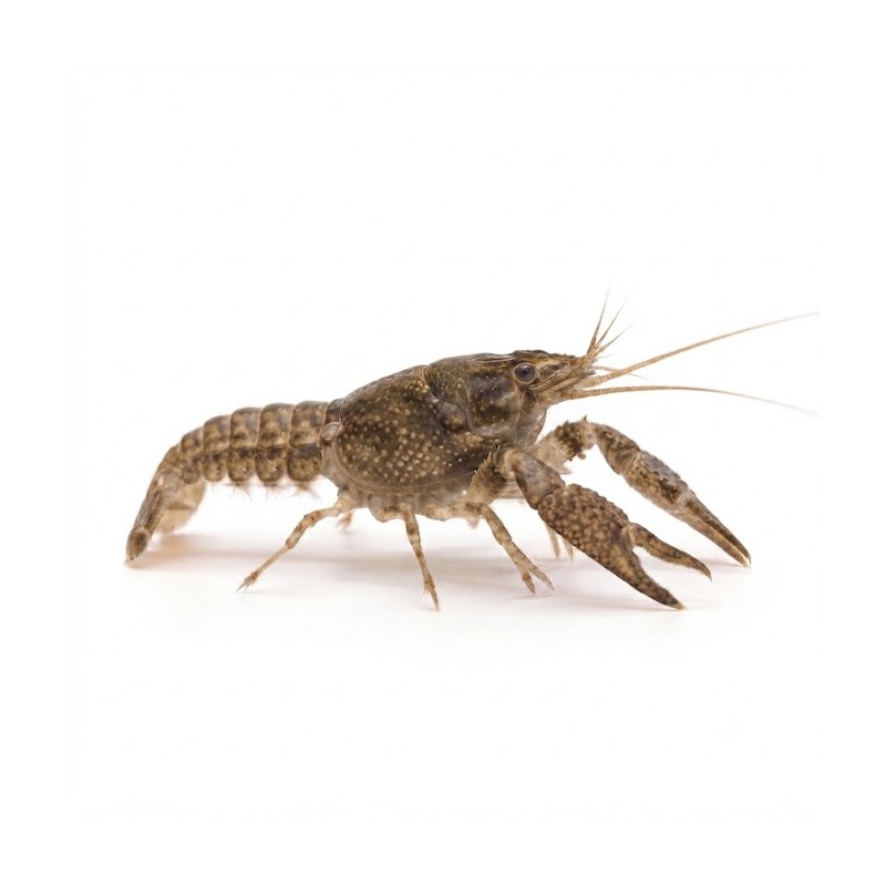 Cambarellus patzcuarensis