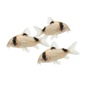 Corydoras panda
