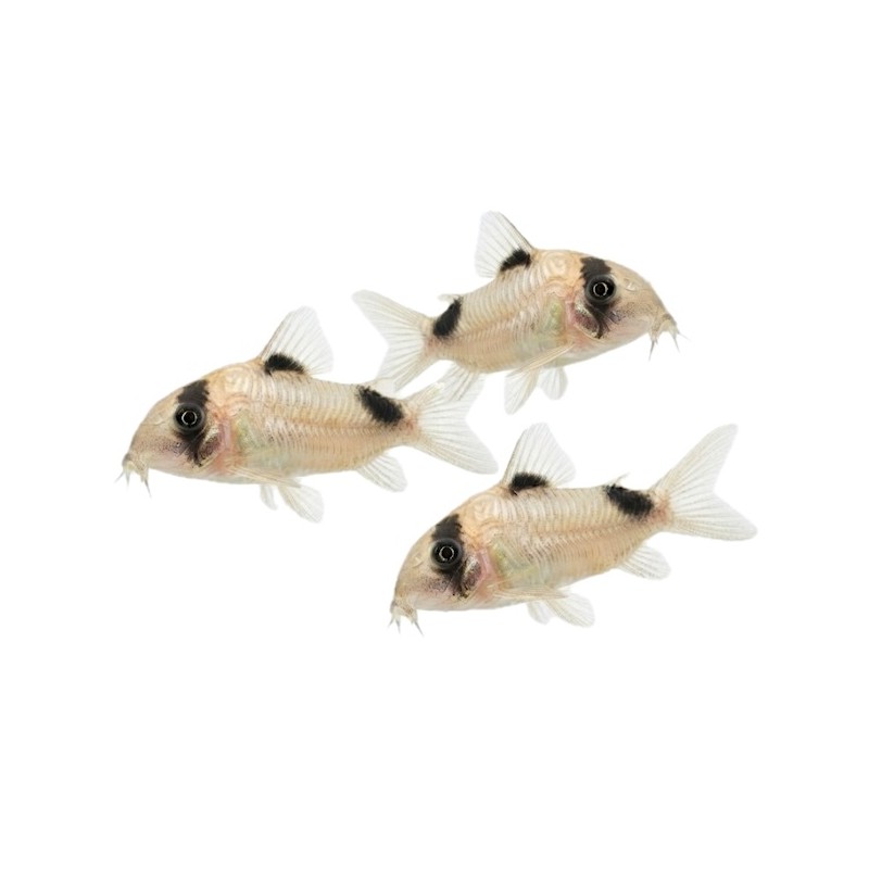 Corydoras panda