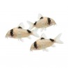 Corydoras panda
