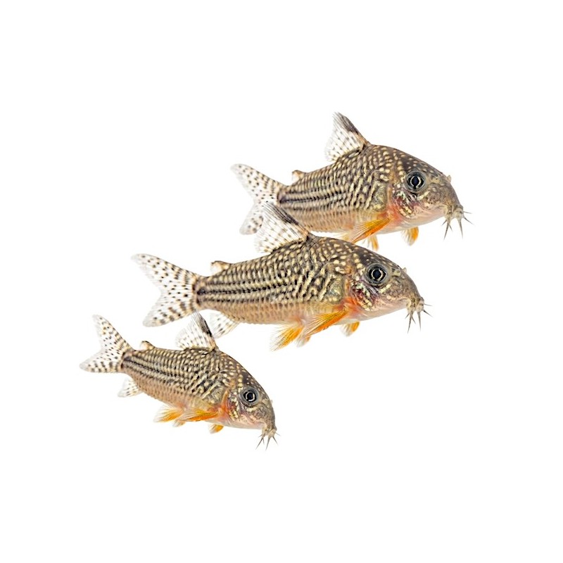 Corydoras sterbai