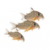 Corydoras sterbai