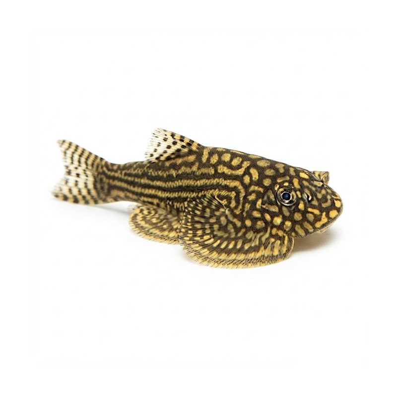 Sewellia lineolata