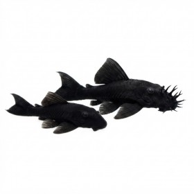 Ancistrus dolichopterus