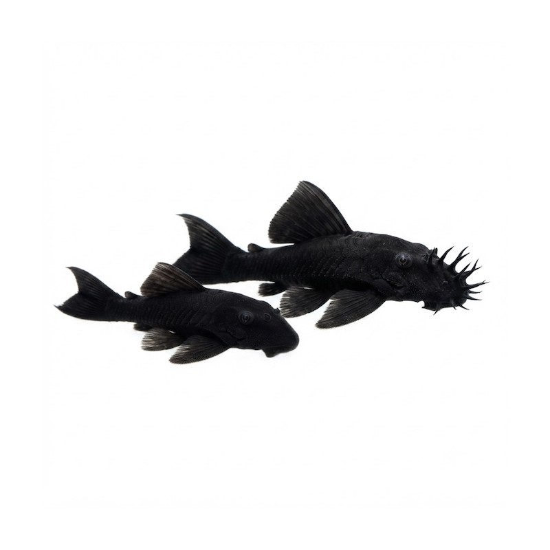 Ancistrus dolichopterus
