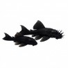 Ancistrus dolichopterus