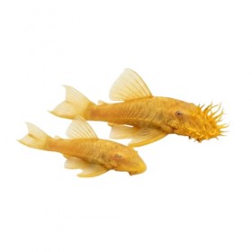 Ancistrus gold