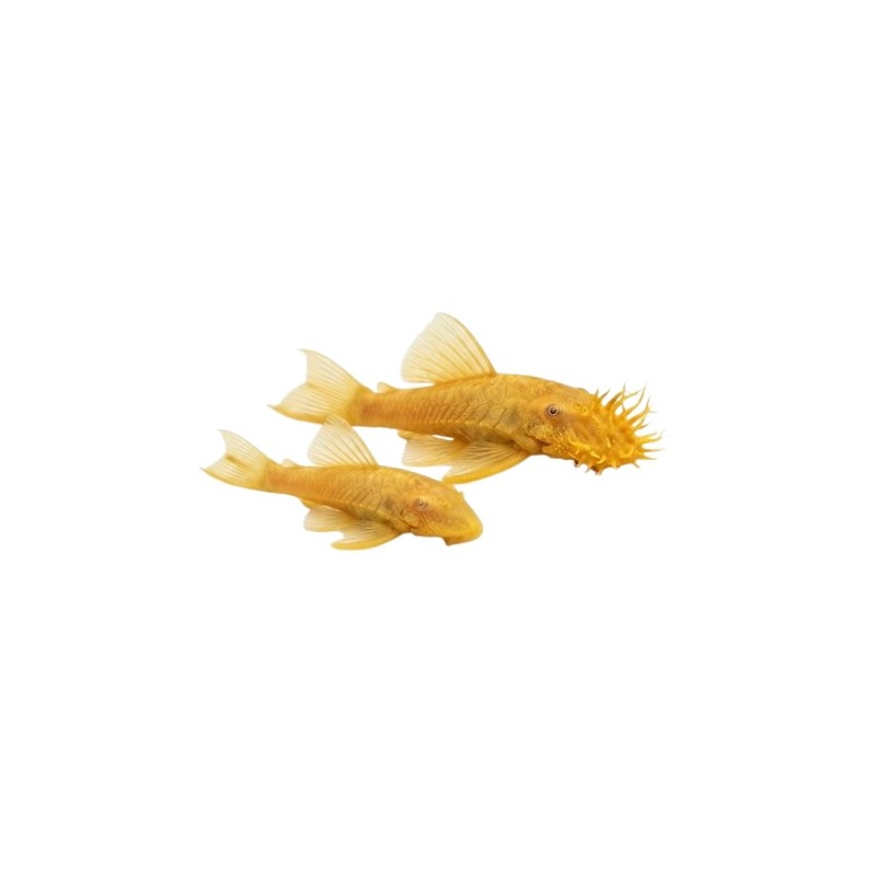 Ancistrus gold