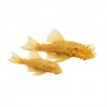 Ancistrus gold