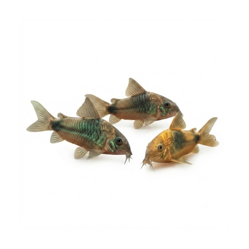 Corydoras aeneus