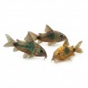 Corydoras aeneus