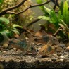 Corydoras aeneus dans un aquarium