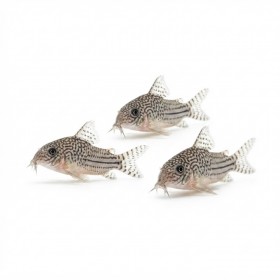 Corydoras julii
