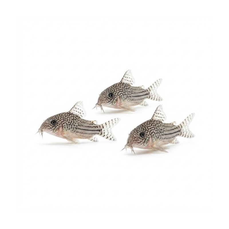 Corydoras julii