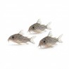 Corydoras julii