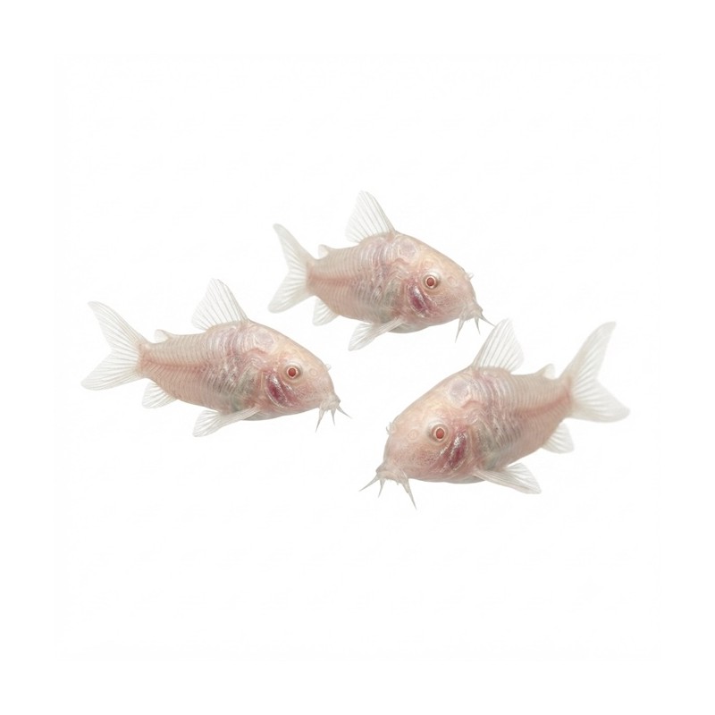 Corydoras aeneus albinos