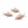 Corydoras aeneus albinos