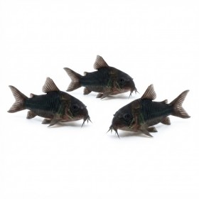 Corydoras black venezuela