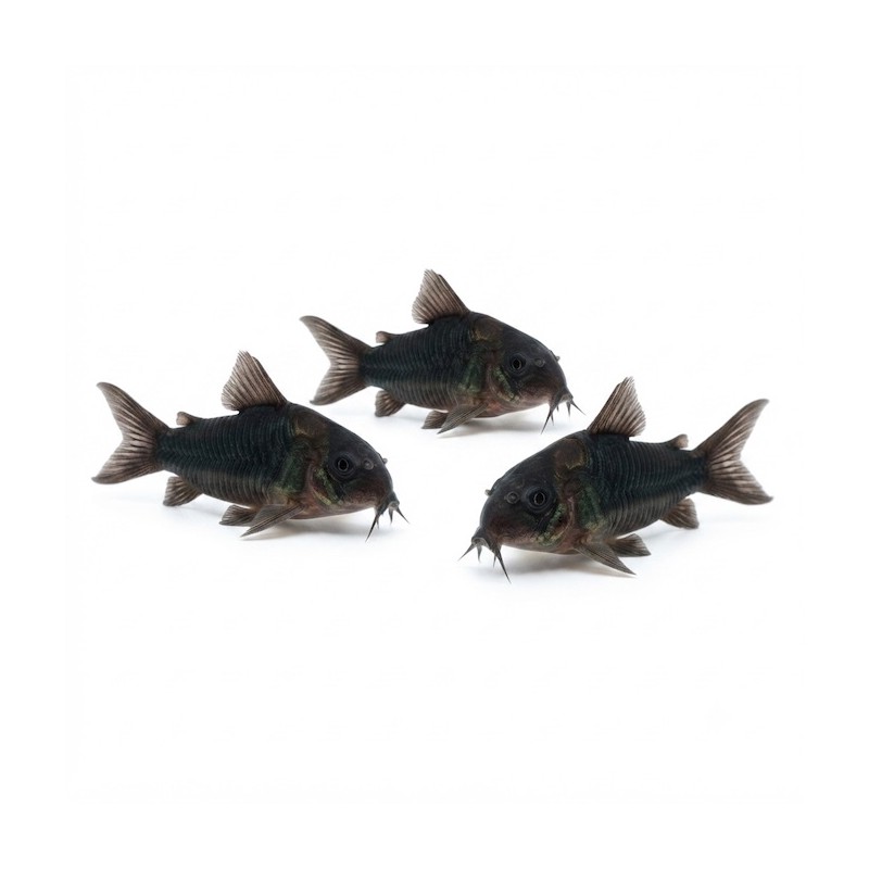 Corydoras black venezuela