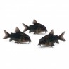 Corydoras black venezuela