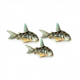 Corydoras paleatus