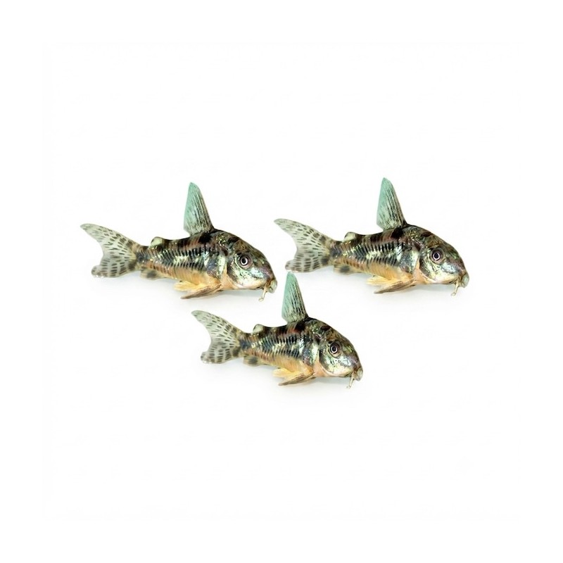Corydoras paleatus
