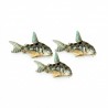Corydoras paleatus