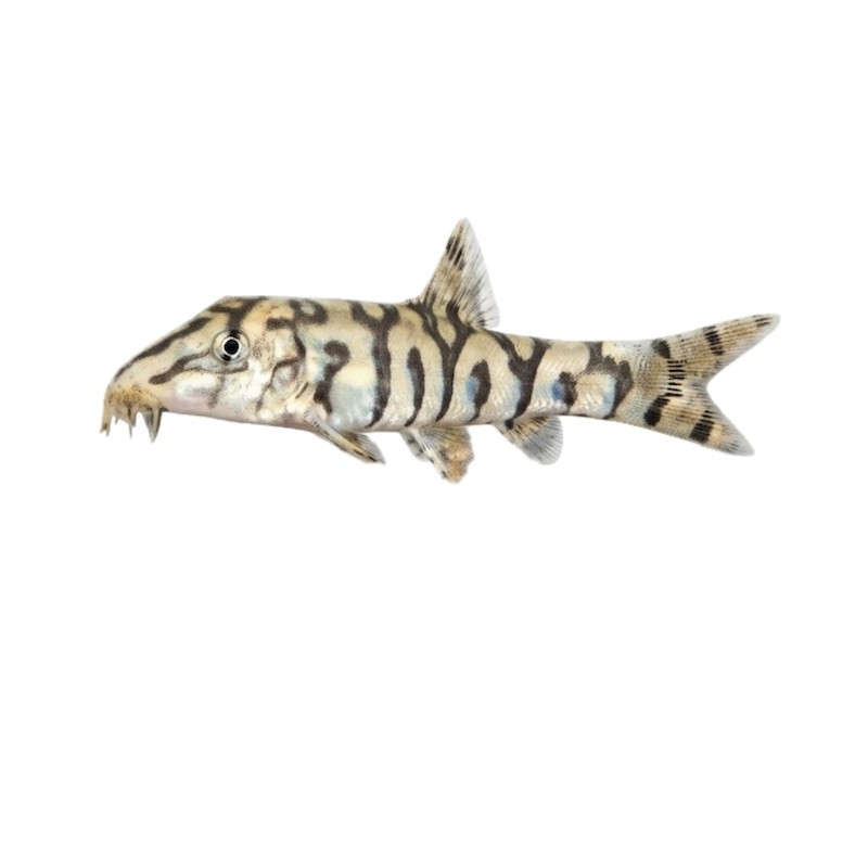 Botia lohachata