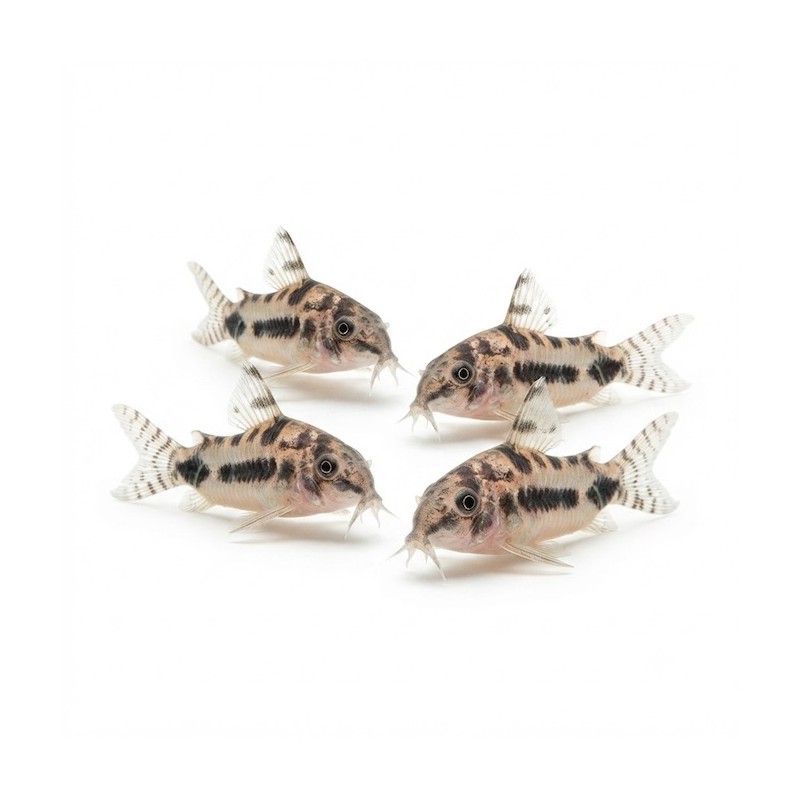 Corydoras Habrosus