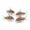 Corydoras Habrosus