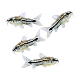 Corydoras pygmaeus
