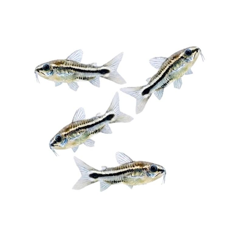Corydoras pygmaeus