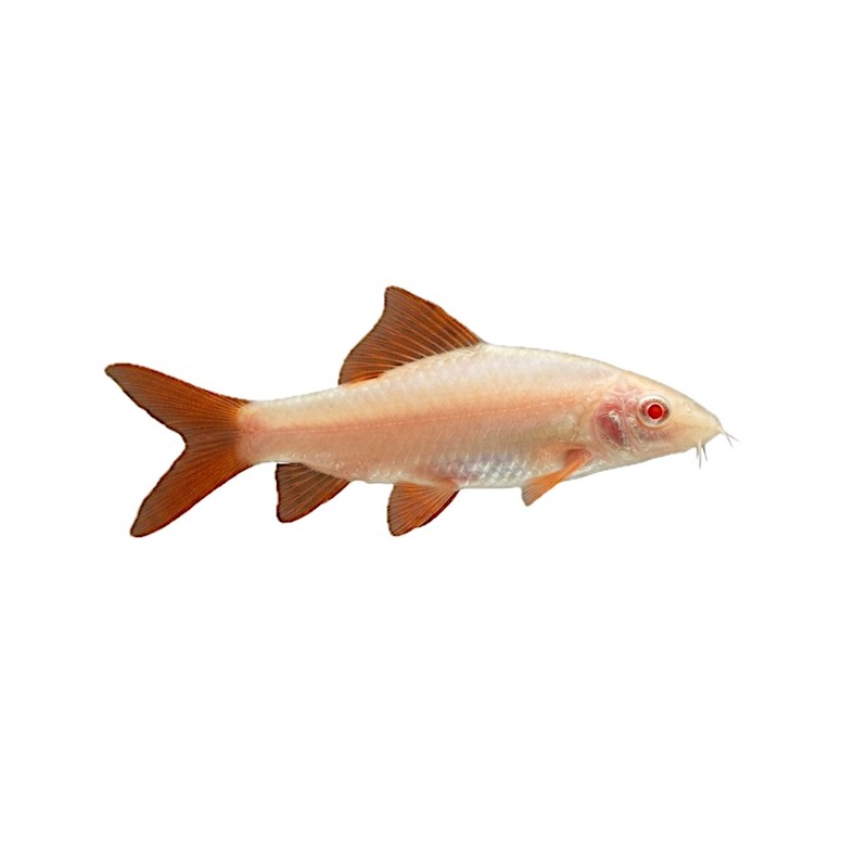 Labeo frenatus Albinos