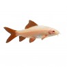 Labeo frenatus Albinos
