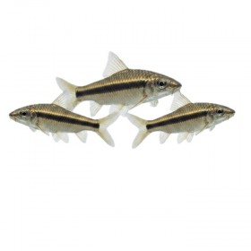 Crossocheilus siamensis