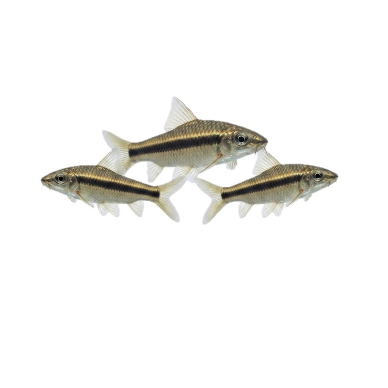 Crossocheilus siamensis